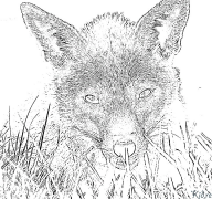 foxes Coloring Pages To Print